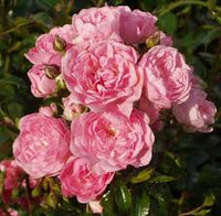 Light Pink Polyantha Rose Flower seeds for Planting - Bright Blooms, Heirloom & GMO Free Seeds for Home Garden
