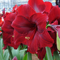 Maroon Amaryllis Flower seeds for Planting Drought Tolerant Heirloom & GMO Free Seeds for Home Garden