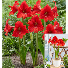 Deep Red Amaryllis Flower Seeds Premium Quality Heirloom & GMO Free Seeds for Home Garden
 
 Sale
