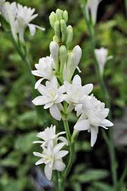 White Fragrant Clove Flower Seeds for Planting Long Bloom Season Heirloom & GMO Free Seeds for Home Garden
 
 Sale
