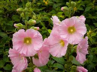 Baby Pink Hollyhock Flower seeds for Planting - Hardy Variety, Heirloom & GMO Free Seeds for Home Garden