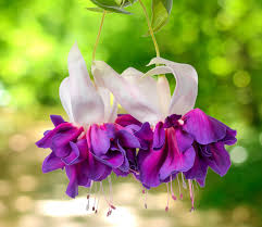 Lavender Fuchsia Flower Seeds for Planting Cottage Garden Essential Heirloom & GMO Free Seeds for Home Garden
 
 Sale