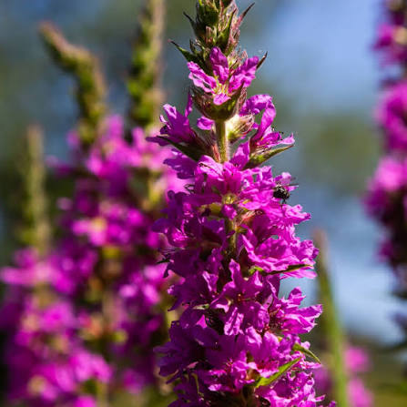 Purple Loosestrife adding vibrant color to a sunny garden border.
