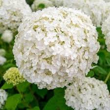 White Perennial Flower Seeds for Planting – Colorful Display Heirloom & NonGMO Seeds for Home Garden
 
 Sale
