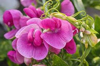 Sweet Pea Flower seeds for Planting Shade Tolerant Heirloom & GMO Free Seeds for Home Garden