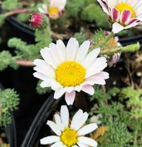 Anacyclus Pyrethrum Flower seeds for Planting - Garden Favorite, Heirloom & GMO Free Seeds for Home Garden