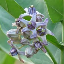 Purple Calotropis Gigantea Flower seeds for Planting - Pollinator Friendly, Heirloom & GMO Free Seeds for Home Garden
 
 Sale