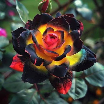 Wonderful Rose Bulbs Mix for colorful garden planting
