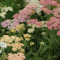 Mixed Achillea flowers with pink, cream, yellow, and peach blooms.