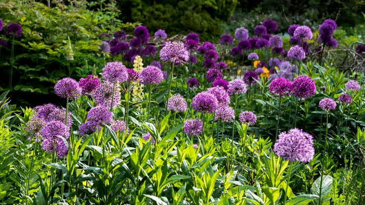 Mixed Allium perennial flowers with rounded flower heads