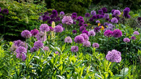 Mixed Allium perennial flowers with rounded flower heads