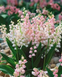 Lily of the Valley growing in a woodland-style garden border

