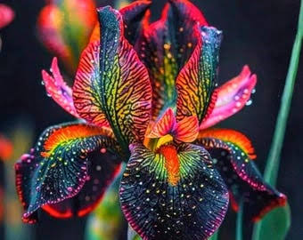 Iris Bulbs UK – Hardy Perennial Garden Flowers for Planting