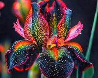 Iris Bulbs UK – Hardy Perennial Garden Flowers for Planting