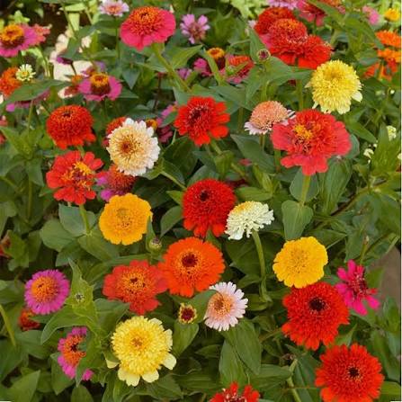 Colorful Zinnia Scabiosa Flowered Mix plants growing in a decorative garden border.