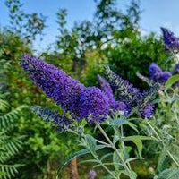 Blue Buddleia Flower Seeds for Planting Seasonal Bloomer Heirloom & GMO Free Seeds for Home Garden
 
 Sale
