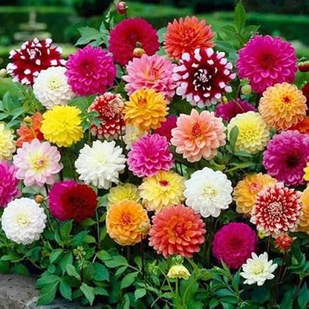 Mixed Dahlia flowers with different colors and forms