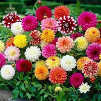 Mixed Dahlia flowers with different colors and forms