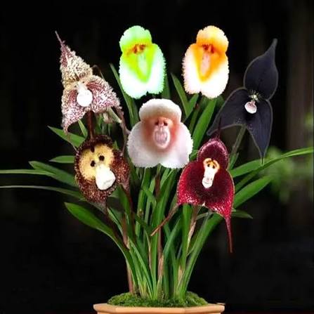 Mixed Monkey Face Orchid flowers displaying colorful and distinctive blooms.
