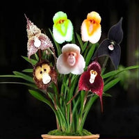 Mixed Monkey Face Orchid flowers displaying colorful and distinctive blooms.

