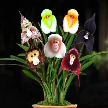 Mixed Monkey Face Orchid flowers displaying colorful and distinctive blooms.
