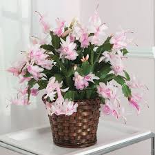 100 Pcs