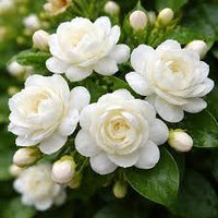 White Jasmine vine with elegant white flowers growing on a garden trellis.
