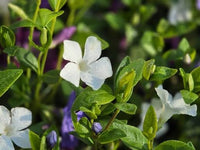 Vinca Minor flowering ground cover with blue, white, and purple blossoms.

