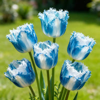 Tulip blooms adding seasonal color to an outdoor garden bed.