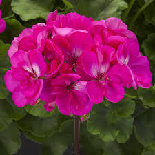 Pelargonium Dark Pink Flower Seeds  Easy-to-Grow Annual for Garden