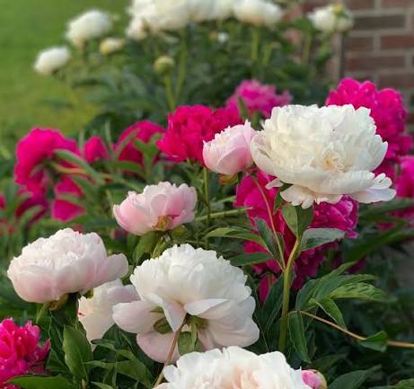 Peony plants with full flowers and green foliage