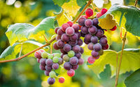 Grape vines climbing a garden trellis for natural landscape decoration

