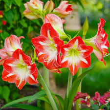 Green Red Amaryllis Flower Seeds for Planting Shade Tolerant Heirloom & GMO Free Seeds for Home Garden
 
 Sale