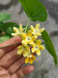Telosma Cordata Flower Seeds for Planting – Heirloom Non-GMO Climbing Vine Seeds for Trellises, Fences, Arbors & Home Gardens