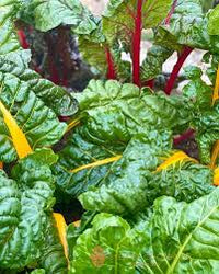 Swiss Chard Vegetable Seeds - Easy Planting