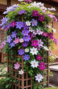 Clematis Mix creating a colorful display in a garden border

