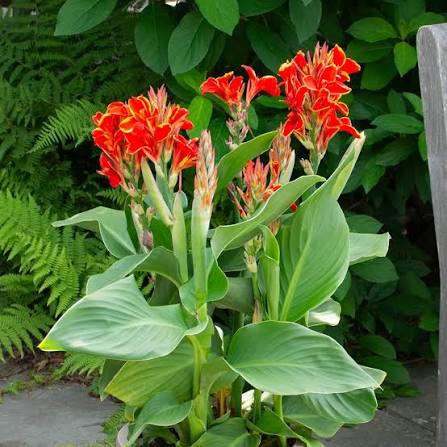 Canna garden plants growing in an outdoor planting bed