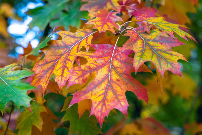 Premium Red Oak tree seeds suitable for outdoor planting and natural landscapes.