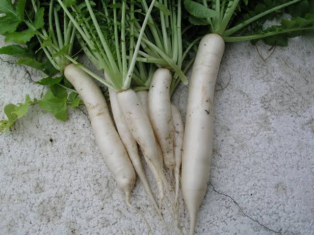 Japanese Minowase Radish Seeds – Long White Daikon Radish for Home Gardens
