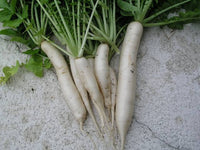 Japanese Minowase Radish Seeds – Long White Daikon Radish for Home Gardens