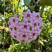 Violet Hoya Flower seeds for Planting Cottage Garden Essential Heirloom & GMO Free Seeds for Home Garden 
 
 Sale