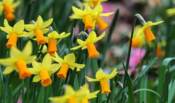 Daffodil and Narcissus bulbs ready for planting in UK gardens