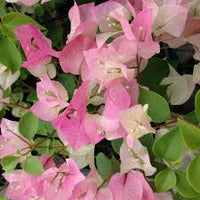 Baby Pink Bougainvillea Flower seeds for Planting - Perfect for Borders, Heirloom & GMO Free Seeds for Home Garden