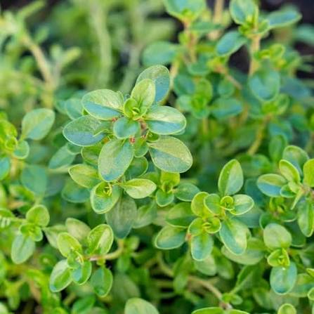 Carbeth herb plants for home garden growing