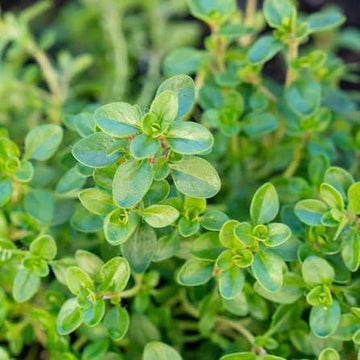 Carbeth herb plants for home garden growing