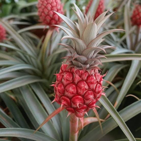 Exotic pink pineapple fruit plant suitable for patios and backyard gardens.