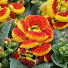 Mixed Calceolaria Flower seeds for Planting - Hardy Variety, Heirloom & GMO Free Seeds for Home Garden
