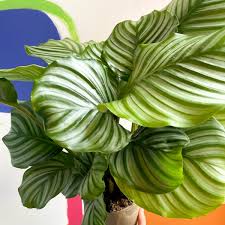 Calathea Orbifolia Flower Seeds for PlantingHeirloom & NonGMO Seeds Sun Loving Heirloom & GMO Free Seeds for Home Garden
 
 Sale