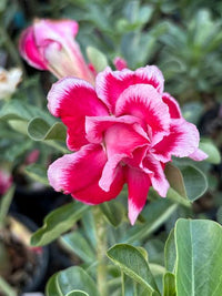 Perennial Desert Rose plant growing in a container