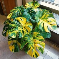 Variegated Monstera Aurea with green and golden-yellow patterned foliage.